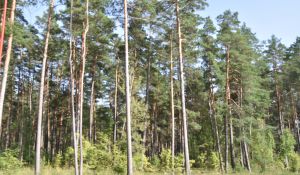 Pašvaldība ķērusies pie meža īpašumu inventarizācijas 