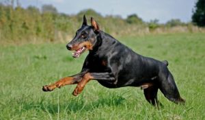 PVD nosūta Valsts policijai materiālus par suņu ausu un astu apgriešanu