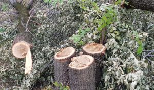 Арендаторы при расчистке сельхозугодий древесину должны будут сдавать самоуправлению
