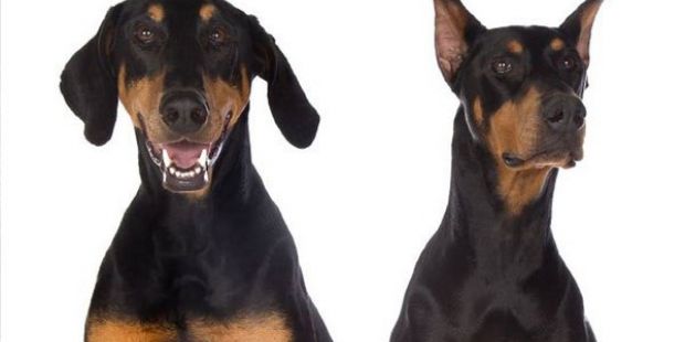ПВС отправила Госполиции материалы о купировании ушей и хвостов у собак