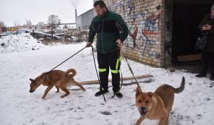 Упавших в яму гаражей бывшей «Сельхозтехники» собак удалось спасти